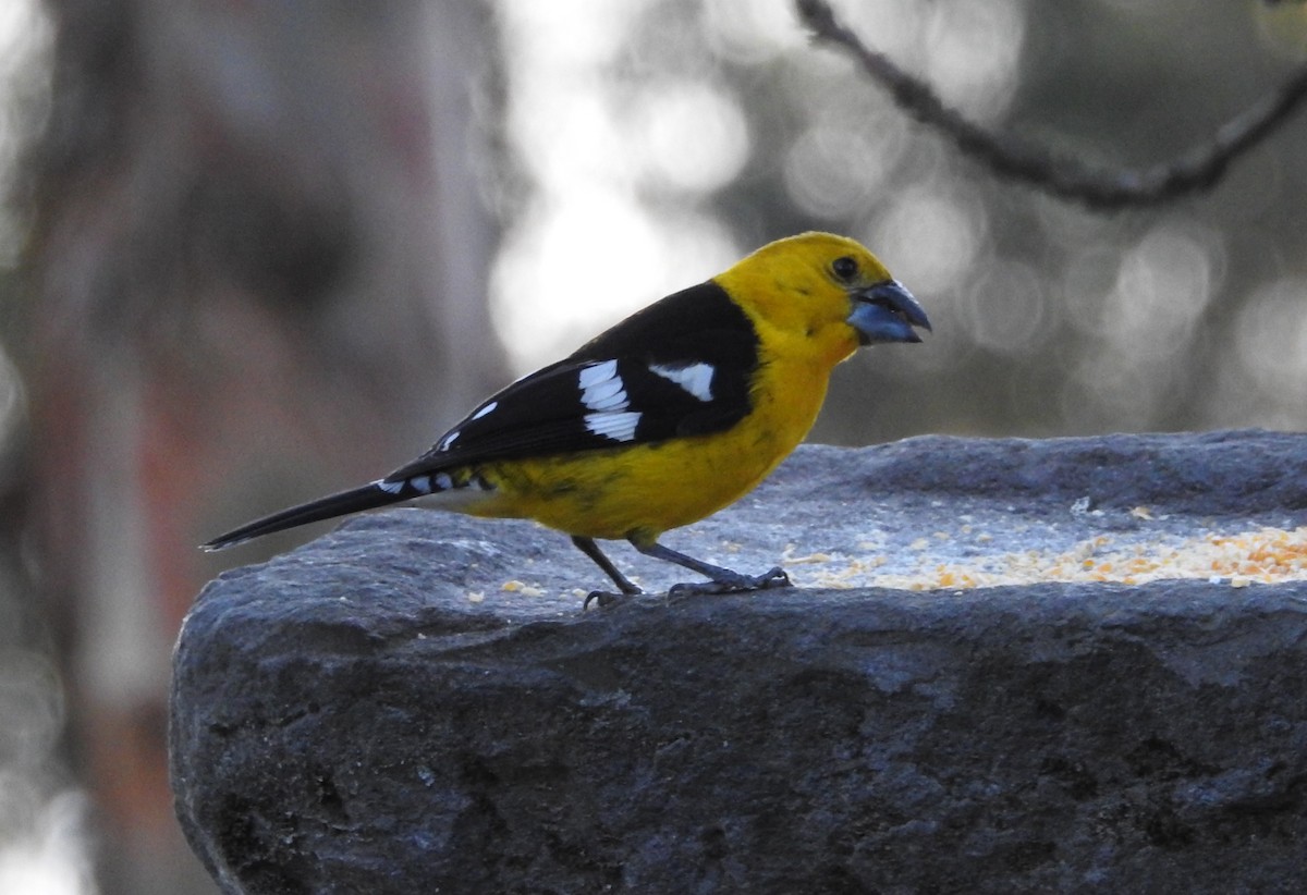 Cardinal à tête jaune - ML124179711