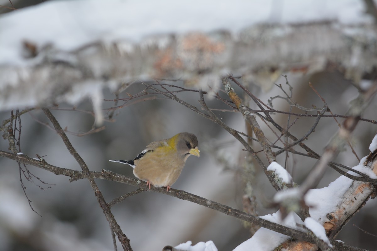 Evening Grosbeak - Alissa Milillo