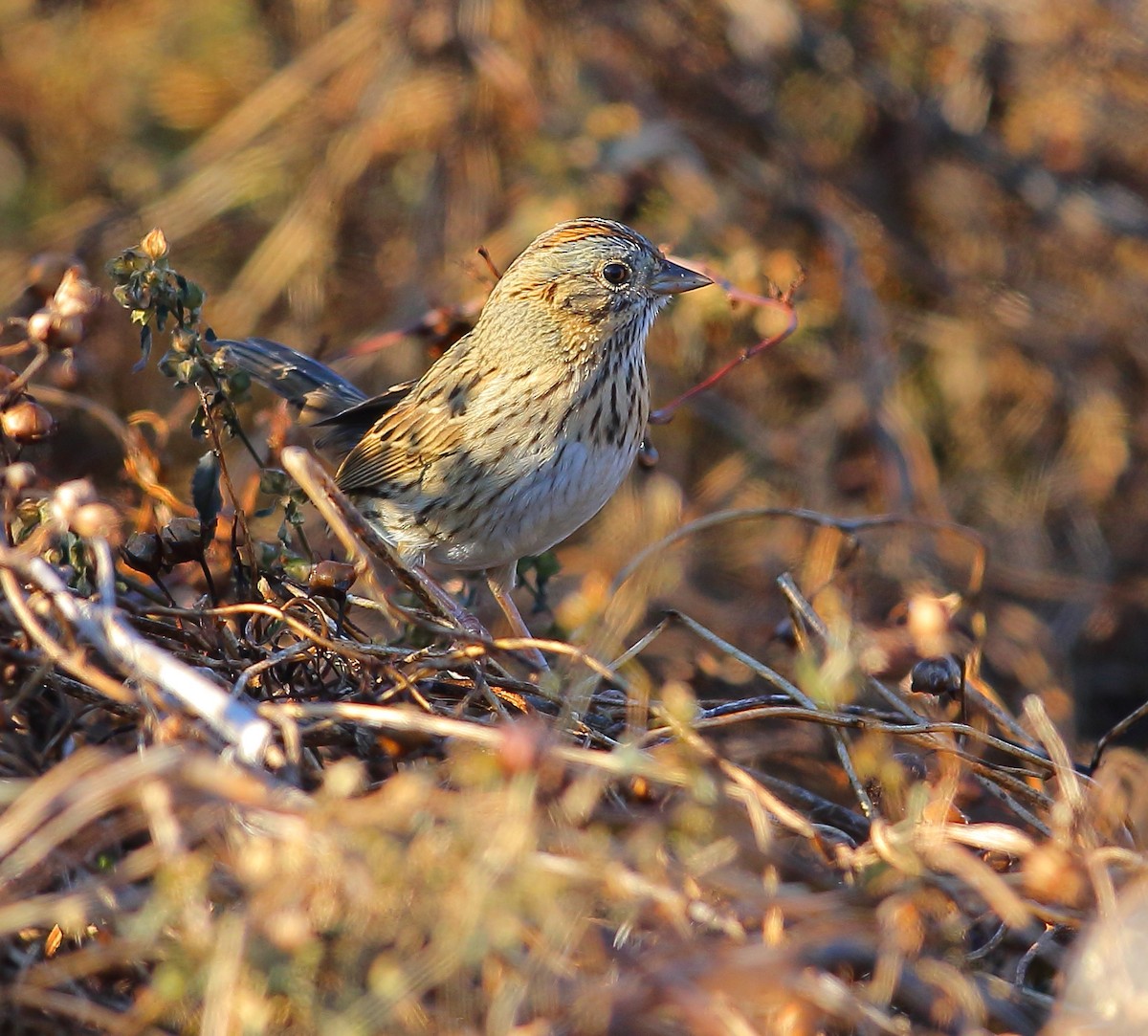 Lincoln's Sparrow - ML124180021