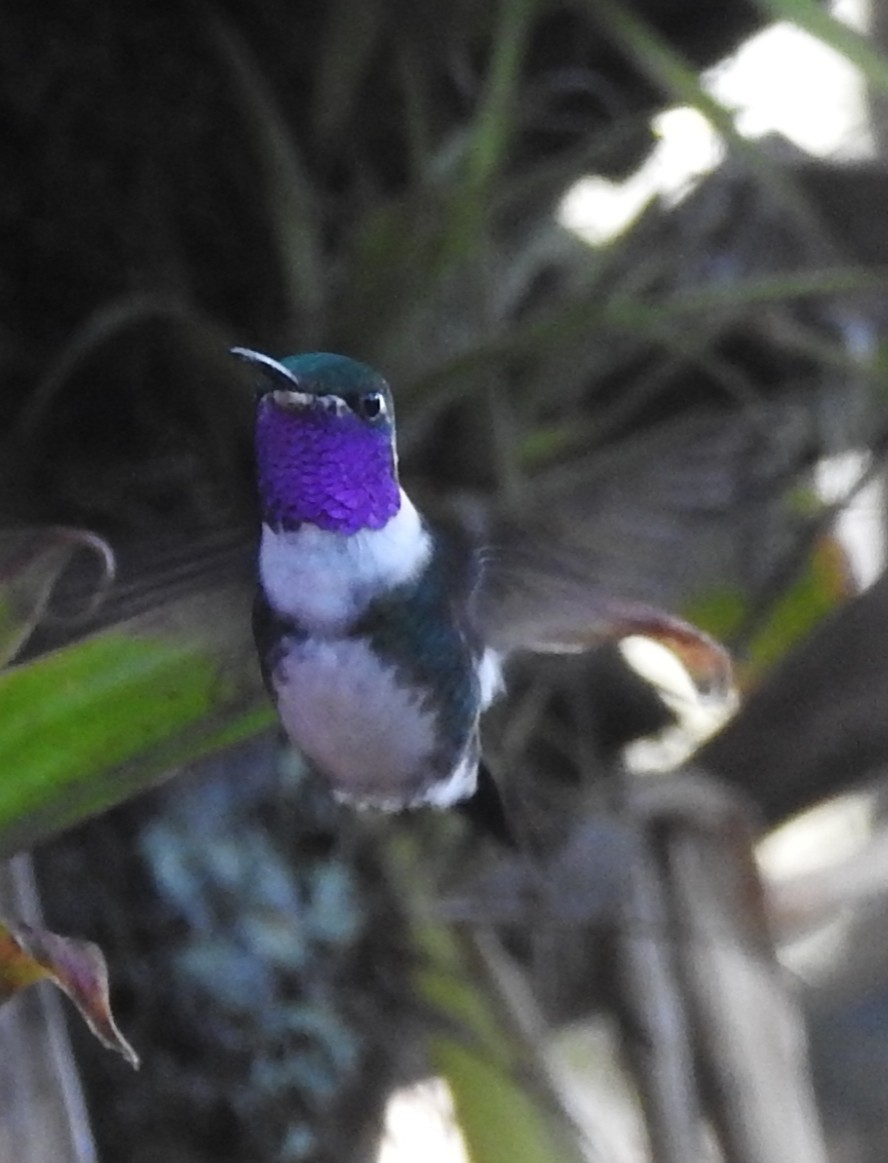 White-bellied Woodstar - Mike Coulson