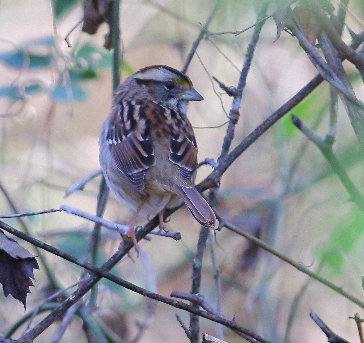White-throated Sparrow - Bala Chennupati