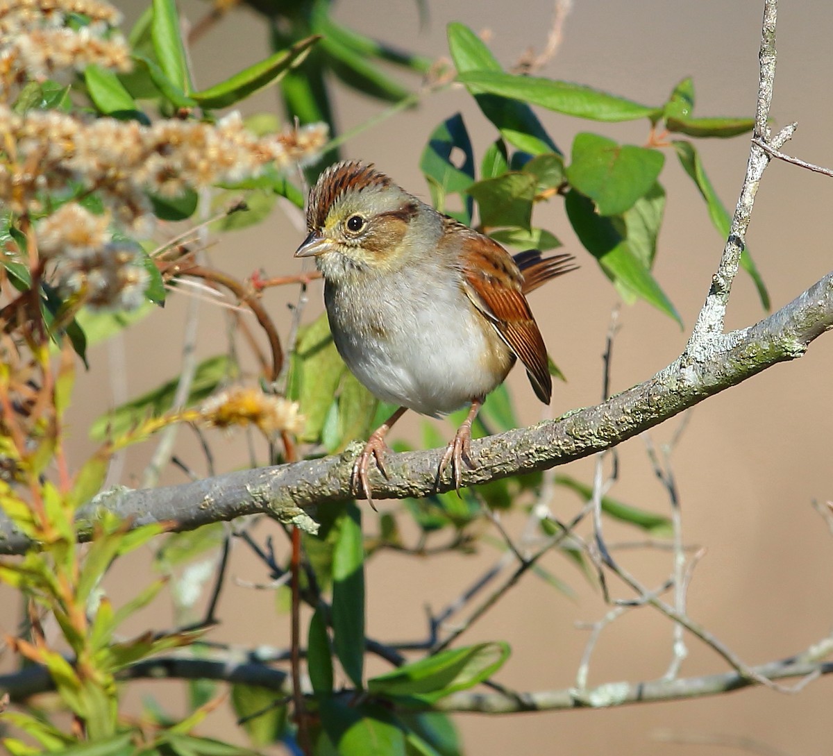 Swamp Sparrow - Bala Chennupati