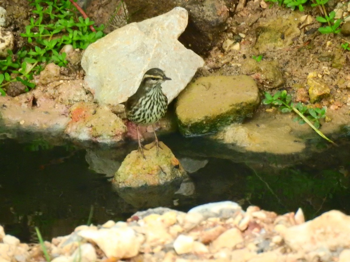 Northern Waterthrush - ML124181181