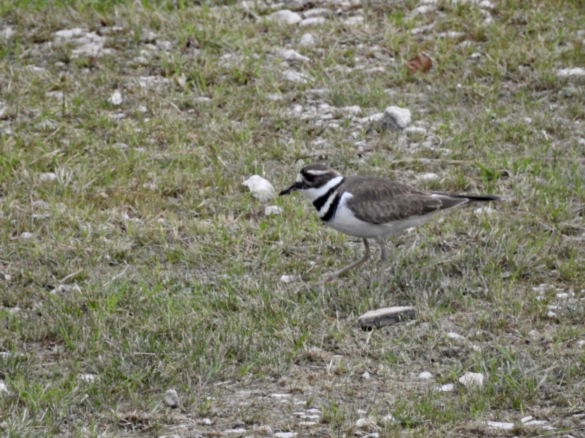 Killdeer - ML124184531