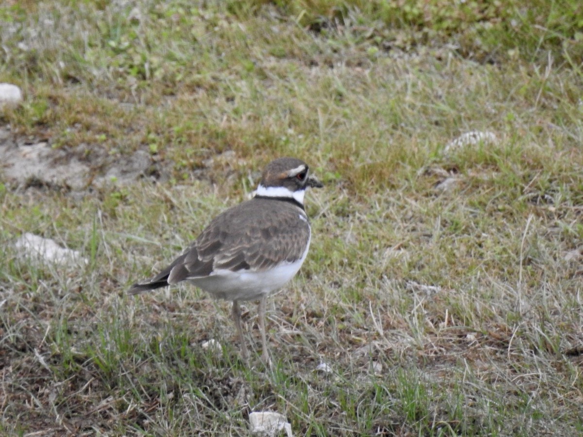 Killdeer - ML124184551