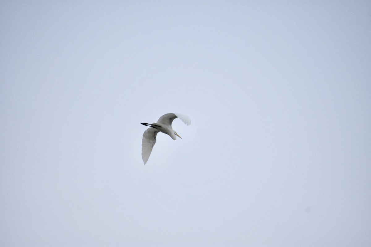 Great Egret (American) - Jane Crawford