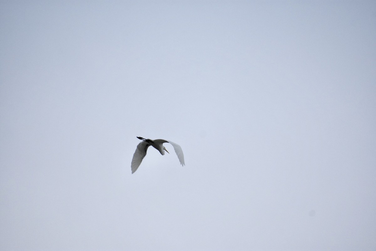 Great Egret (American) - ML124185031