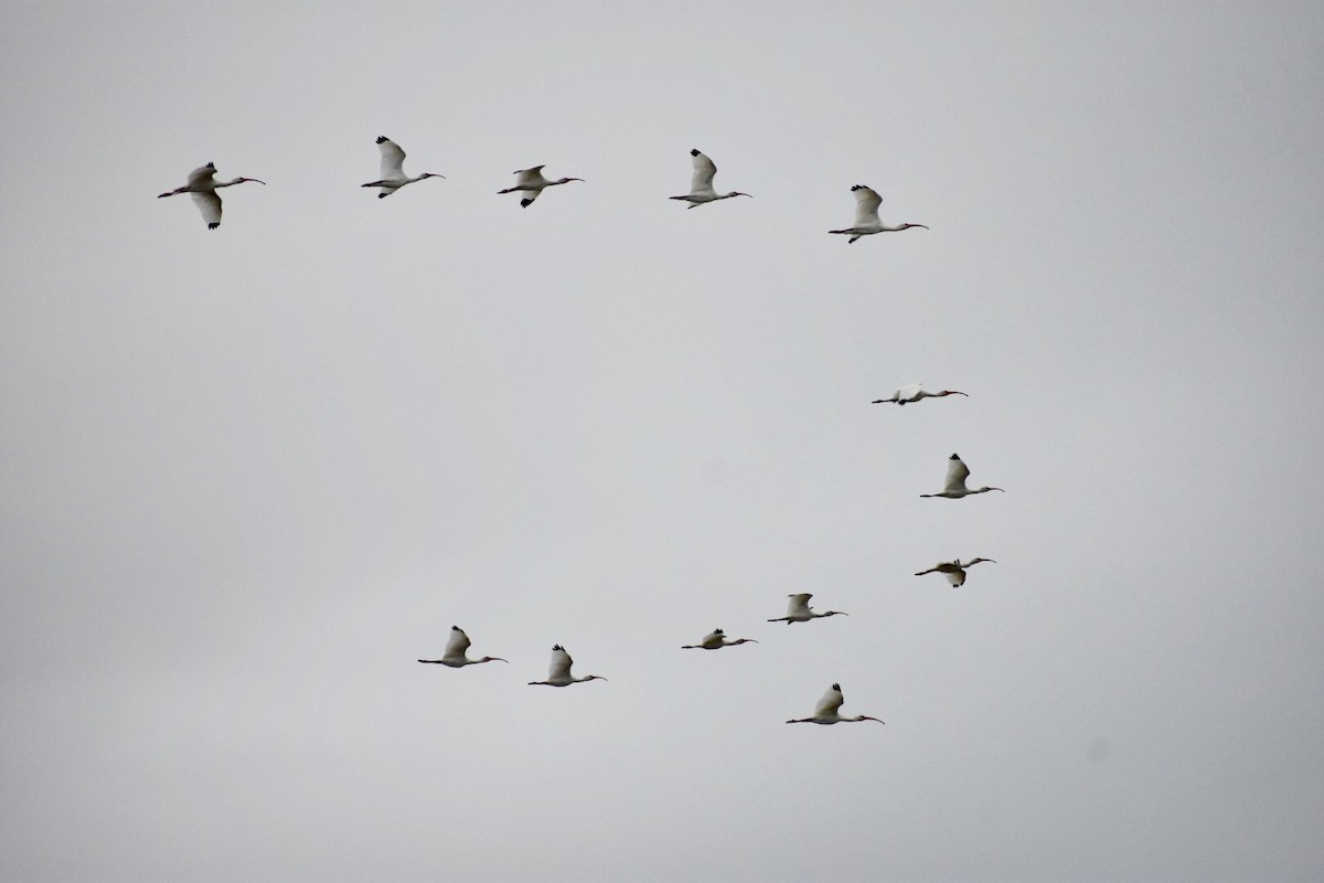 White Ibis - ML124185351