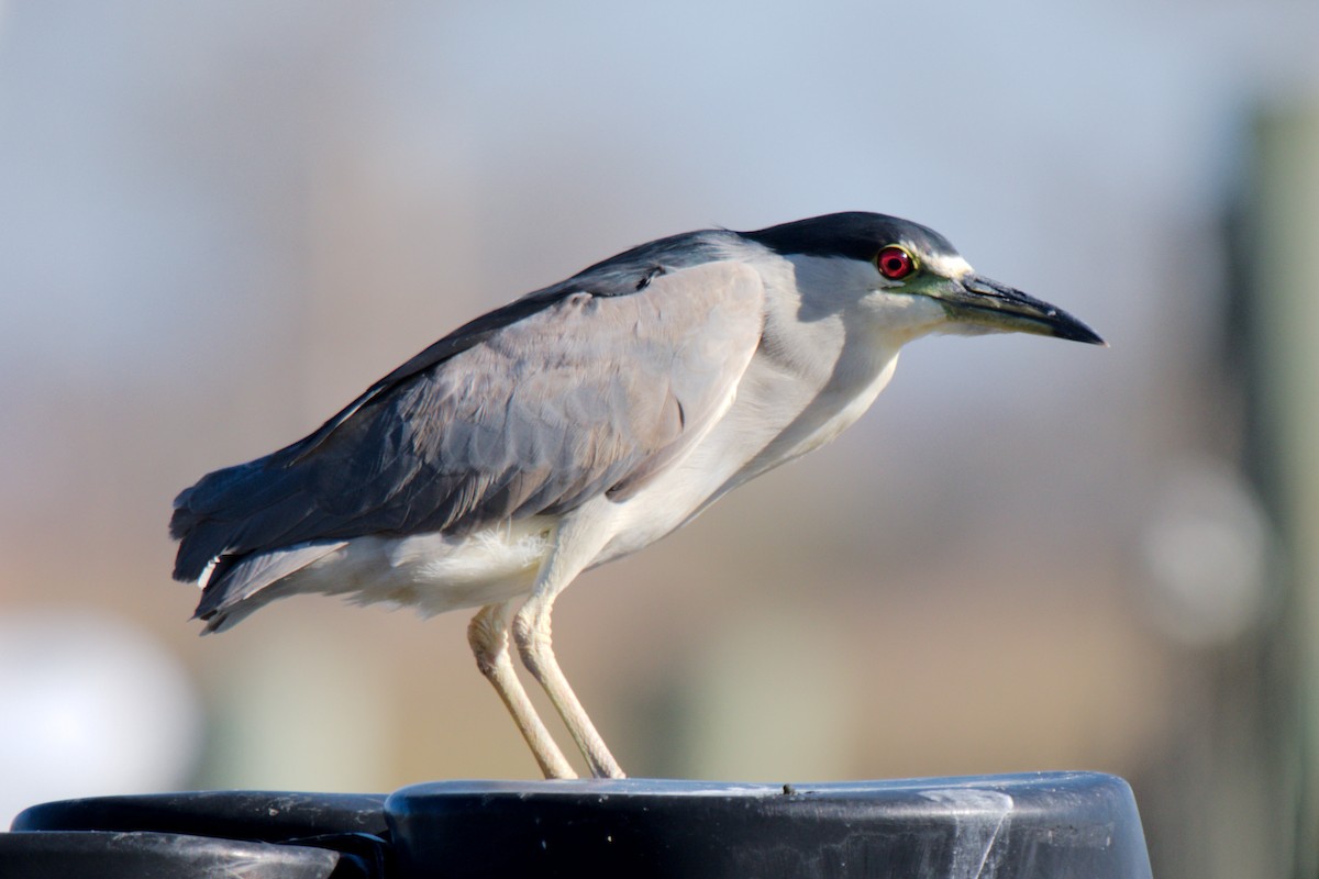 Black-crowned Night Heron - George Ross