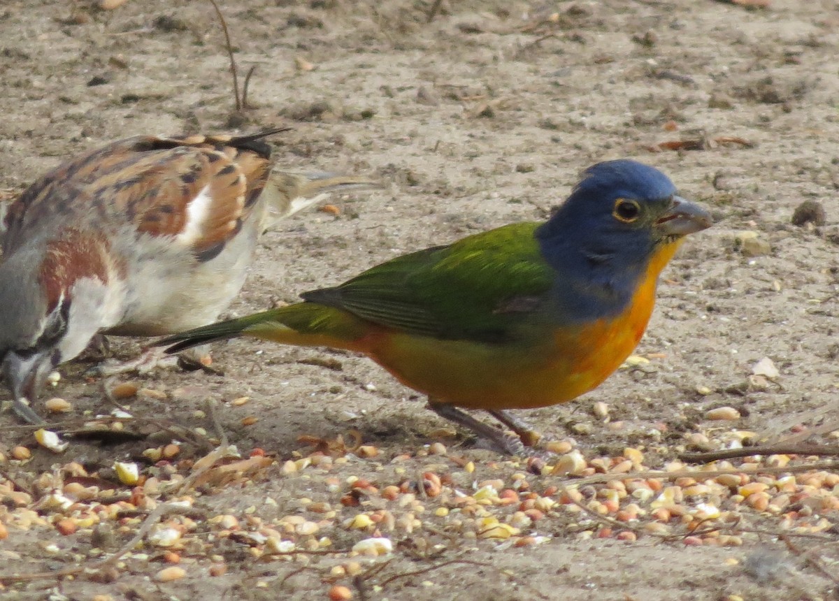 Painted Bunting - ML124191061