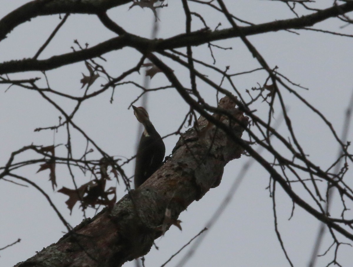 Pileated Woodpecker - ML124191501