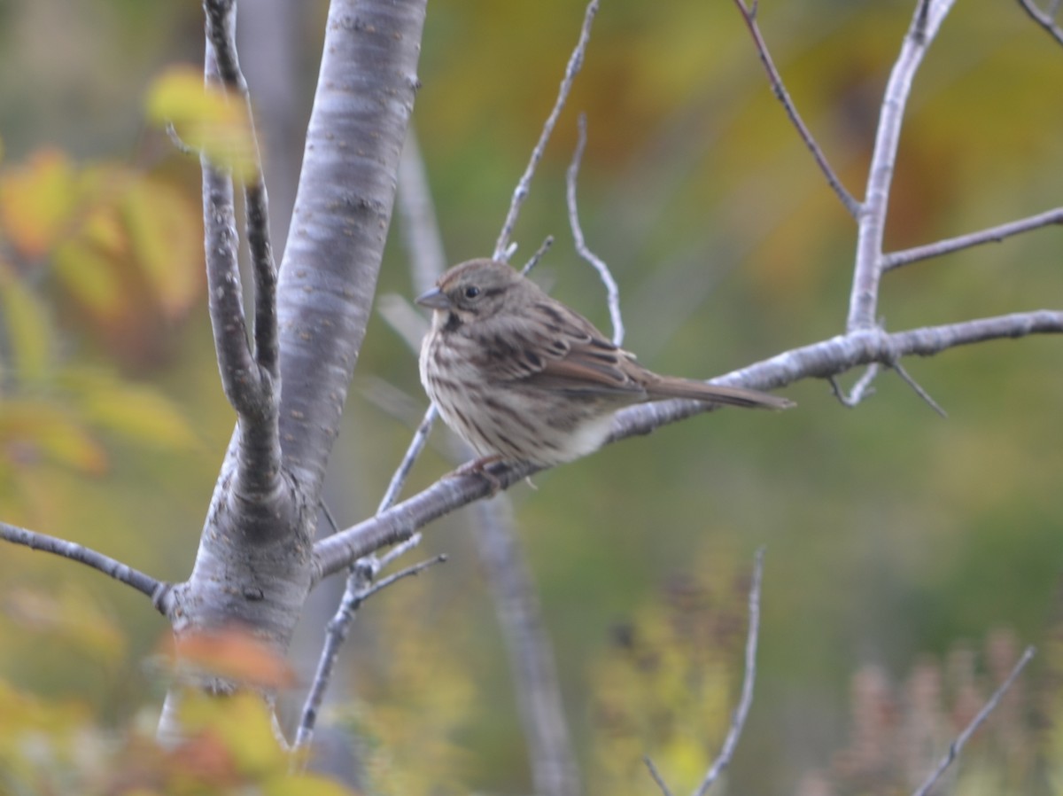 Song Sparrow - ML124192001