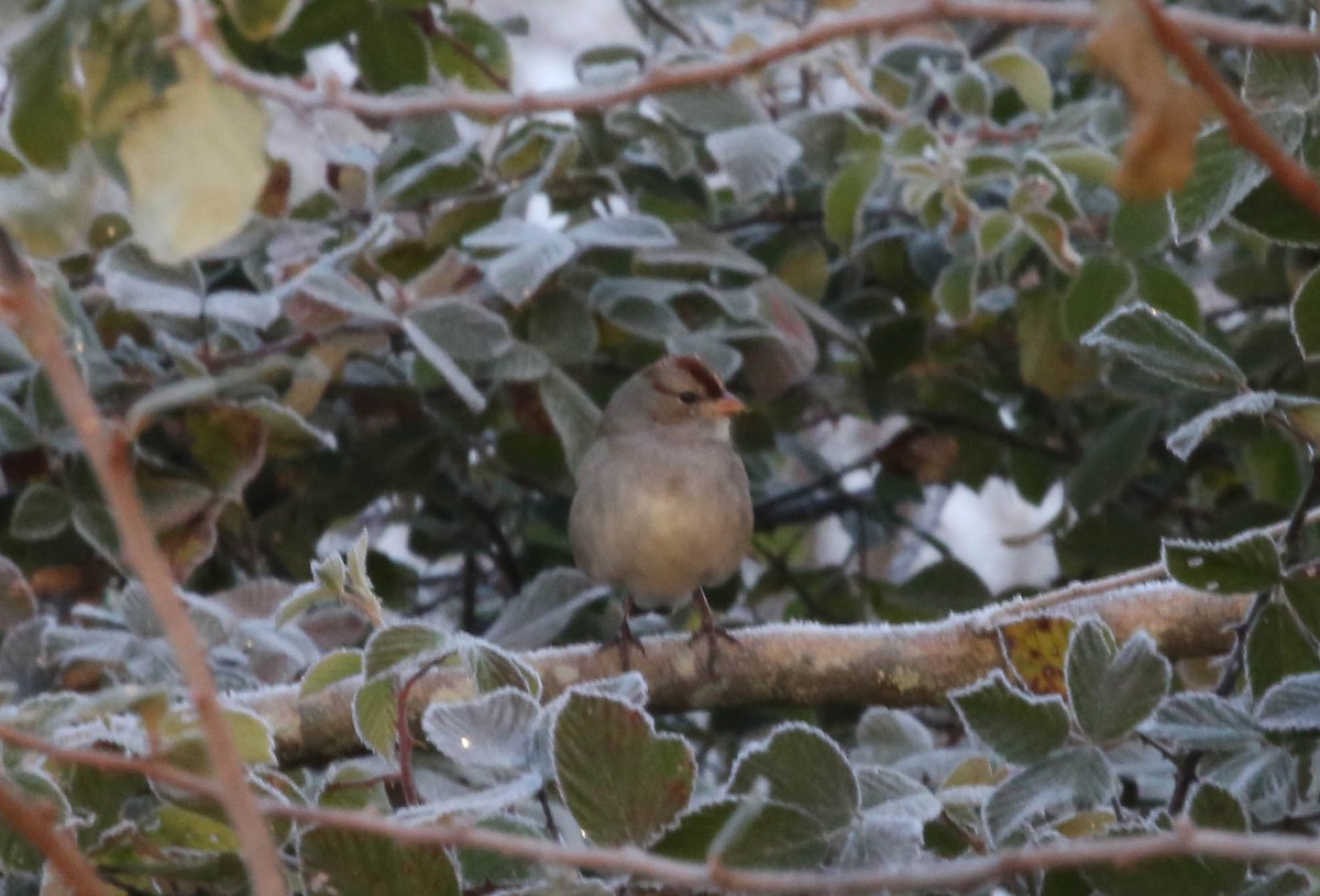 White-crowned Sparrow - ML124192561