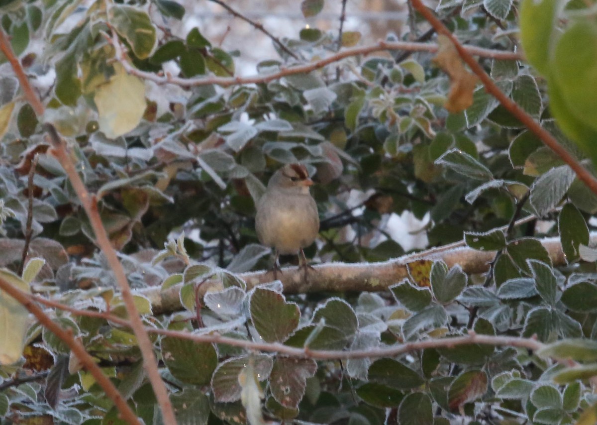 White-crowned Sparrow - Phil Kenny