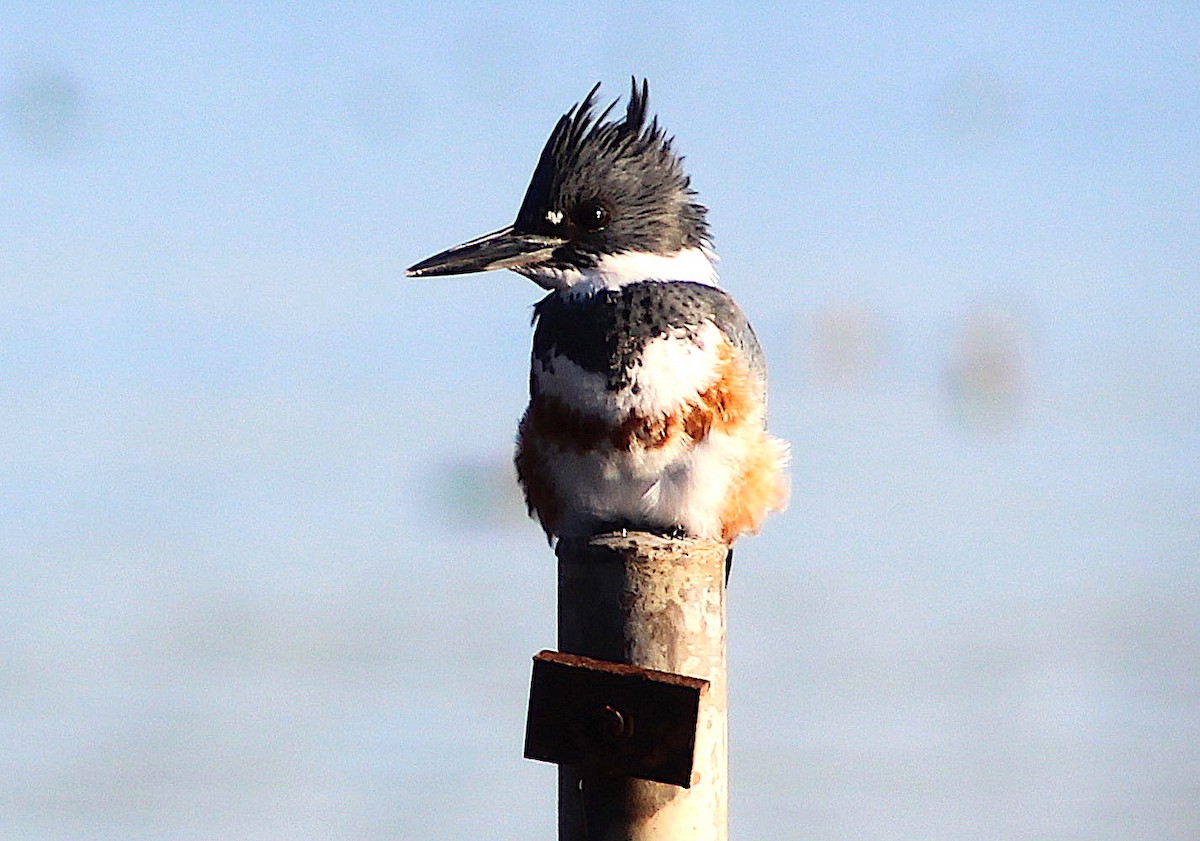 Belted Kingfisher - ML124193361