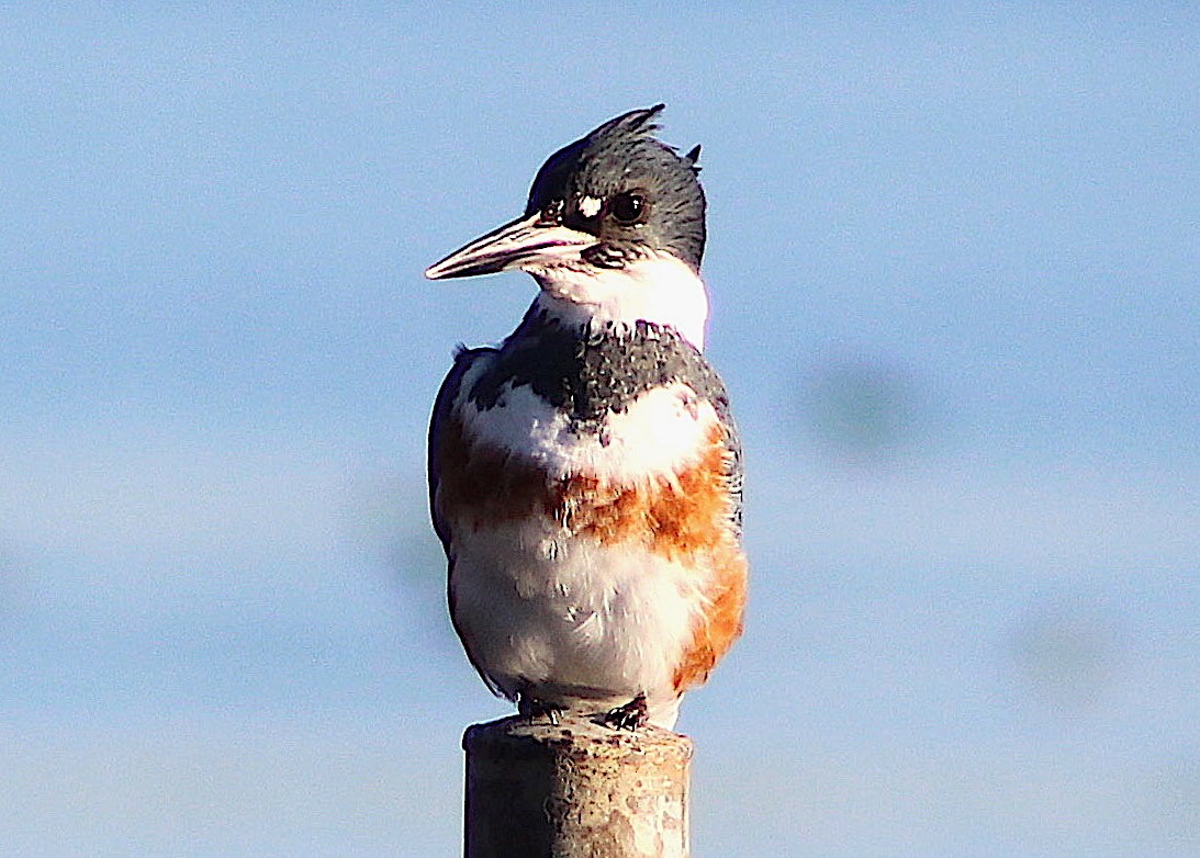 Belted Kingfisher - ML124193401