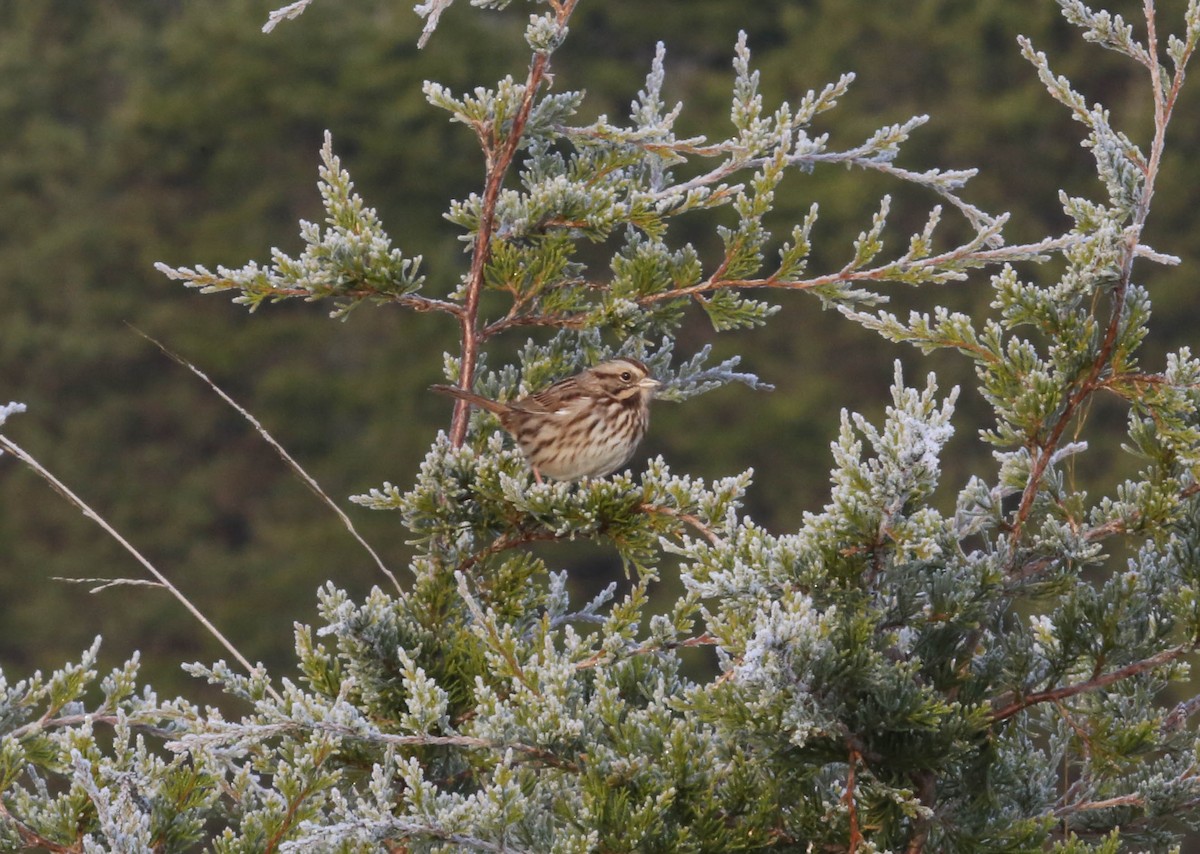 Song Sparrow - ML124193481