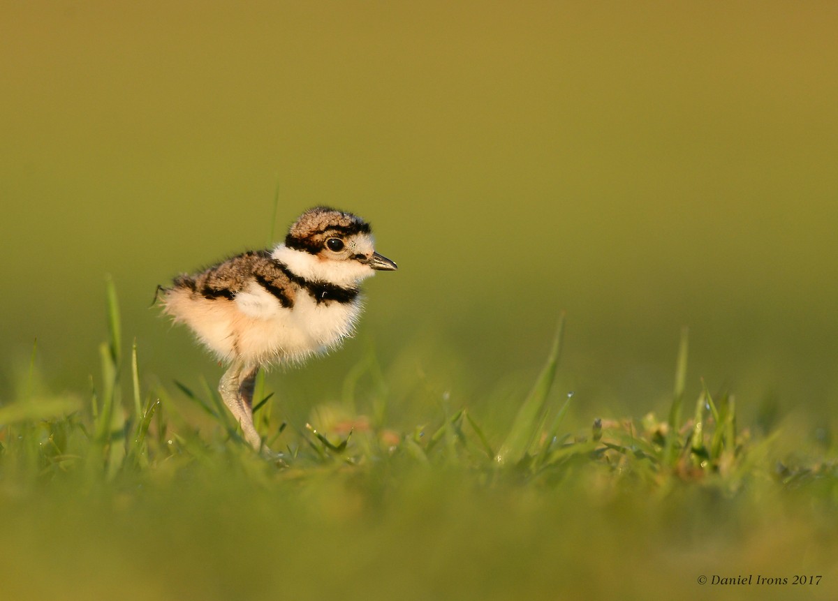 Killdeer - Daniel Irons