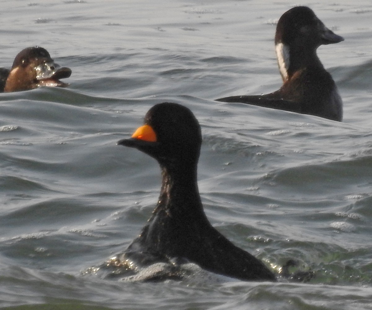 amerikasvartand - ML124198331