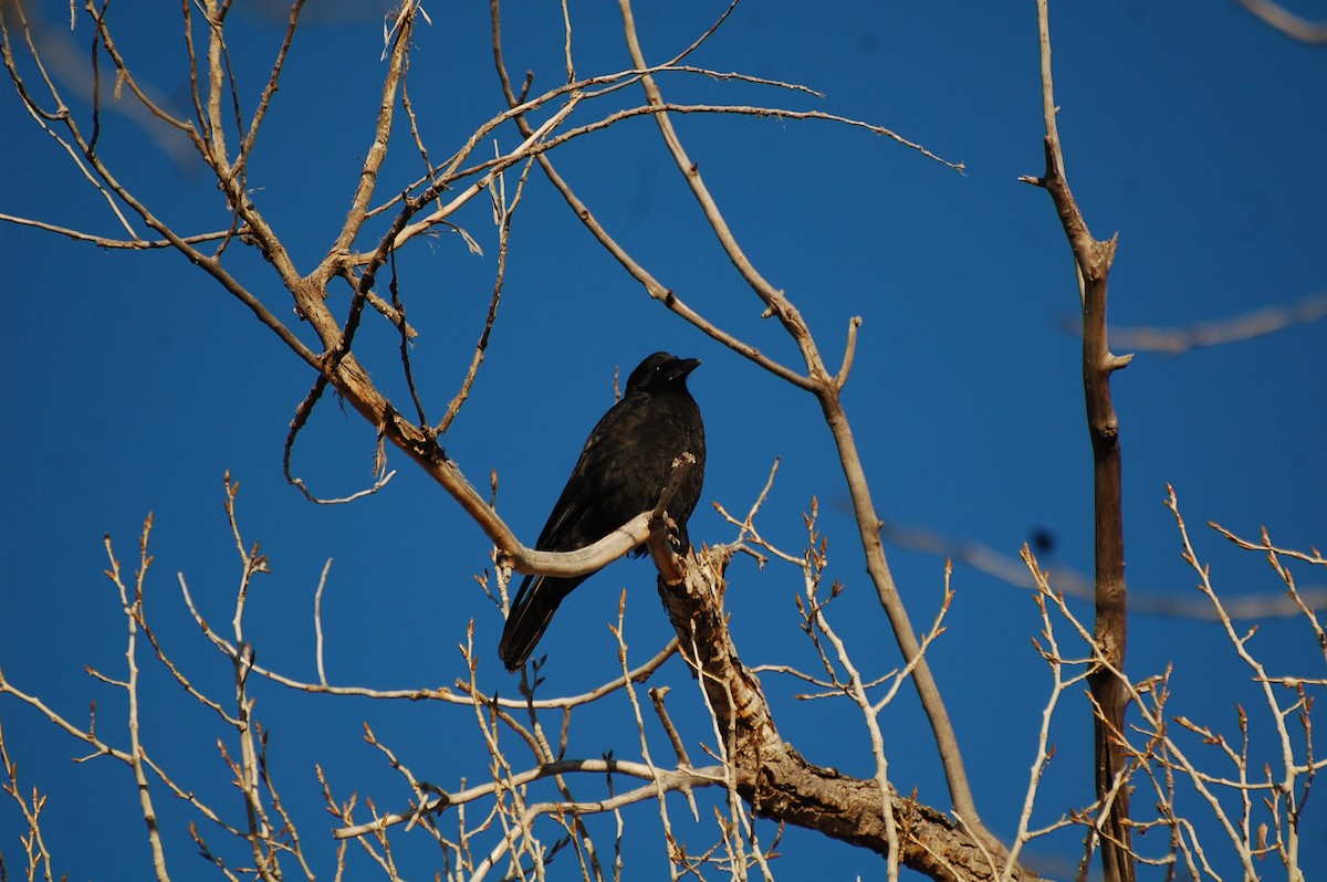 American Crow - Owen Sinkus