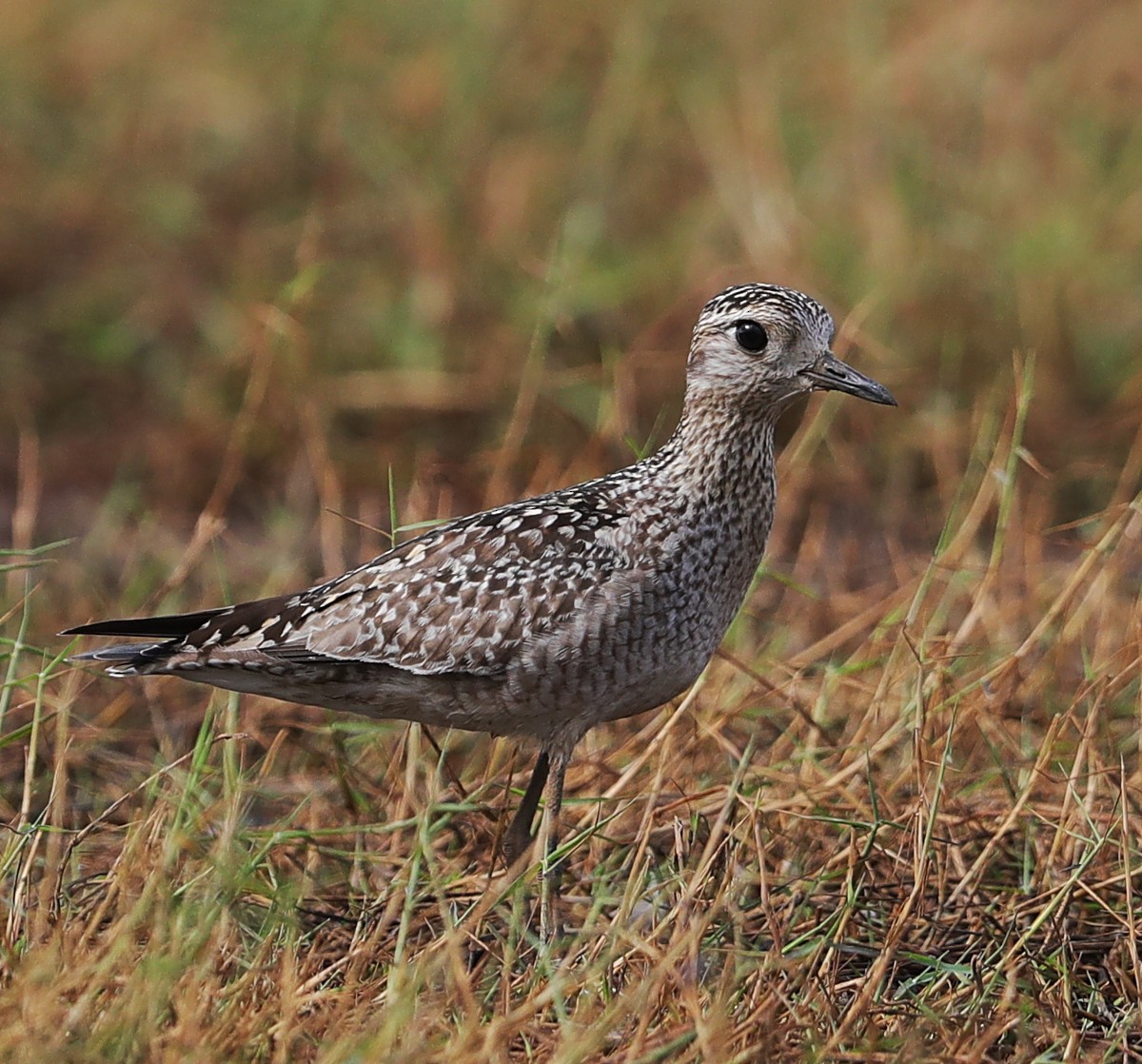 Pacific Golden-Plover - Tony Ashton