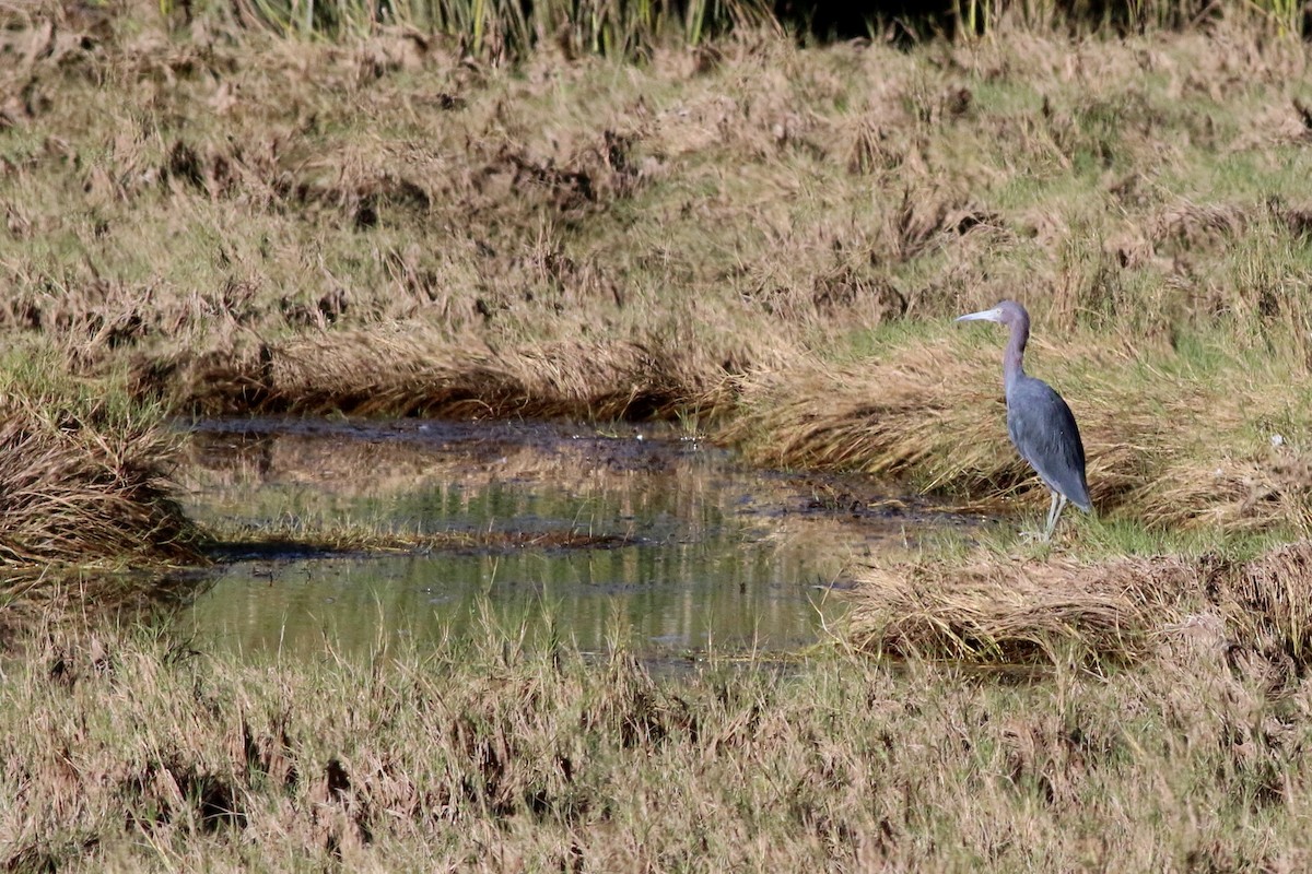 Little Blue Heron - ML124203201