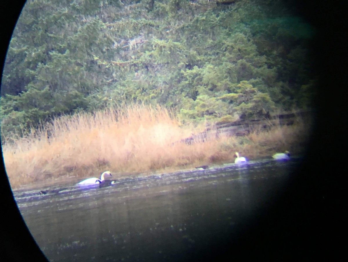Trumpeter Swan - ML124203251