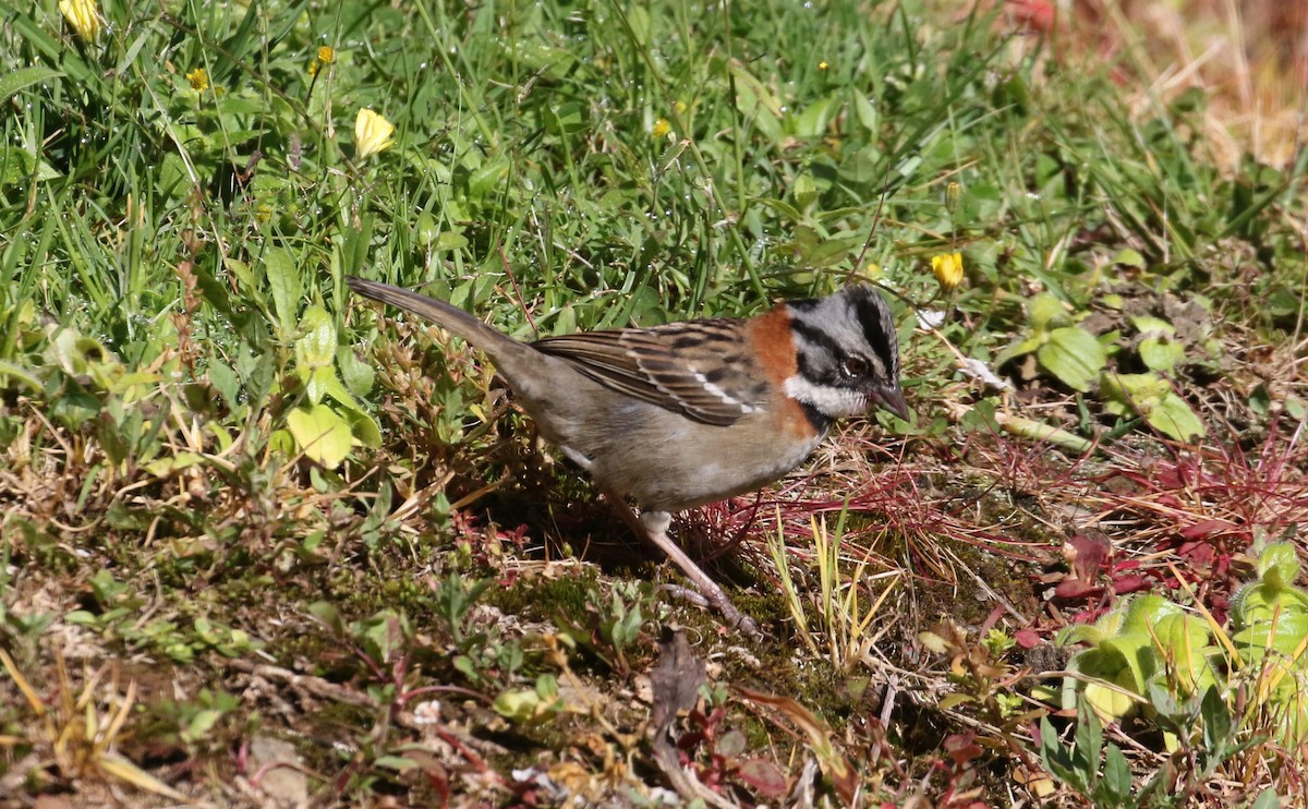 Rufous-collared Sparrow - ML124206561