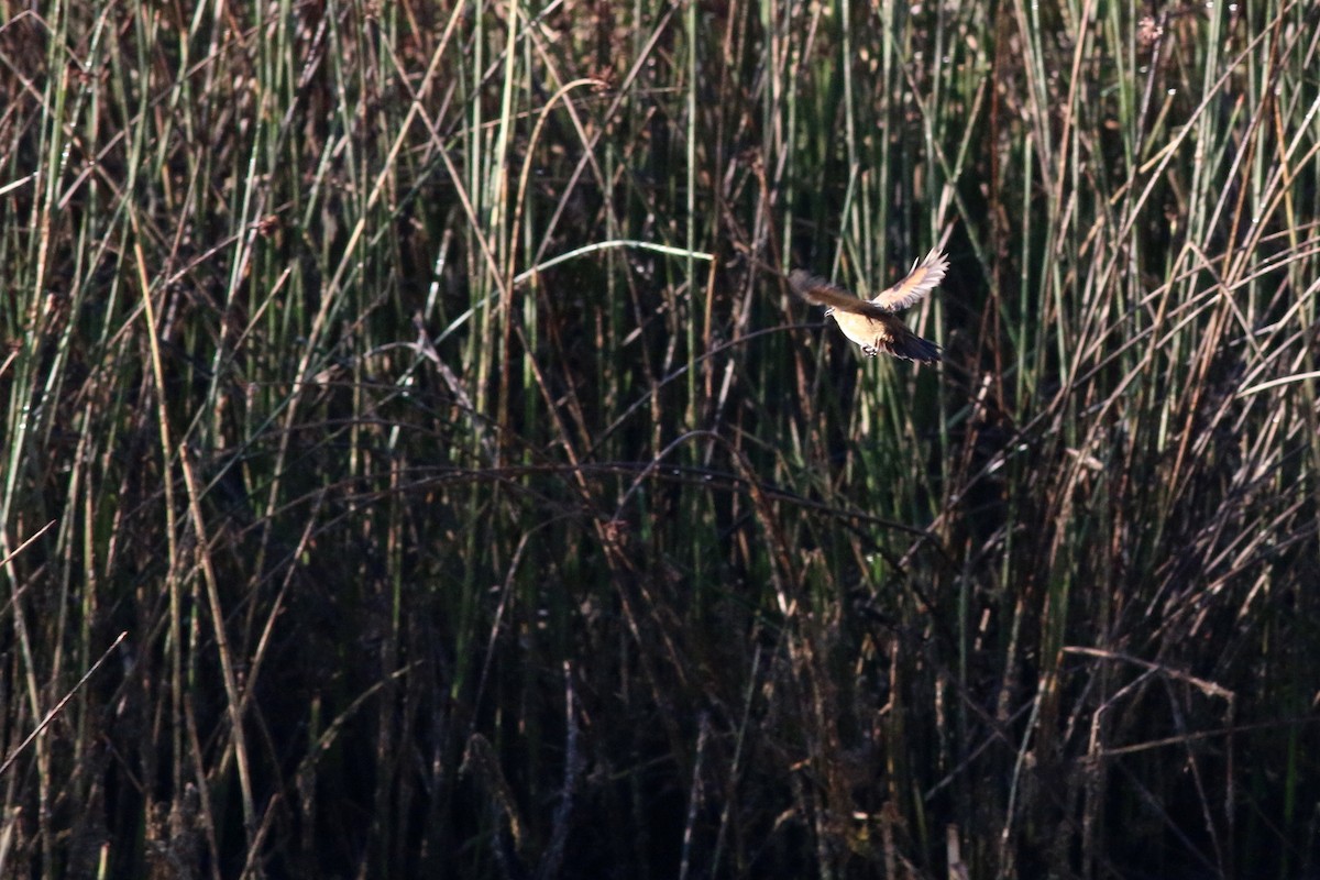 Wren-like Rushbird - ML124206831