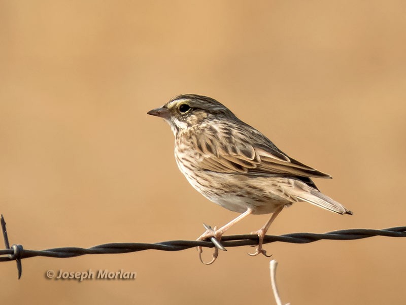 Savannah Sparrow - ML124207571