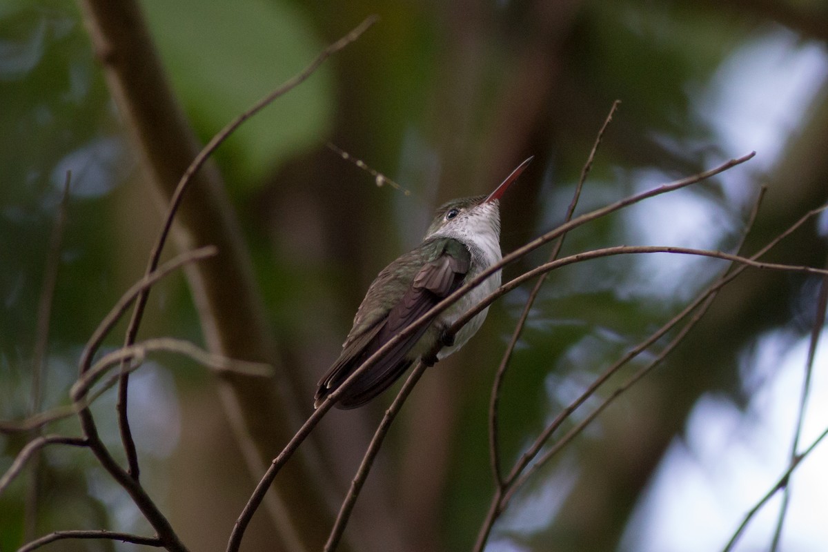 White-bellied Emerald - ML124208901