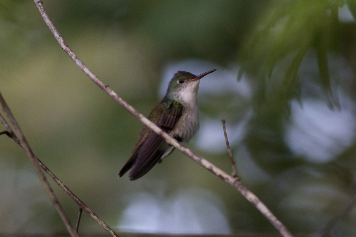 White-bellied Emerald - Francis Canto Jr