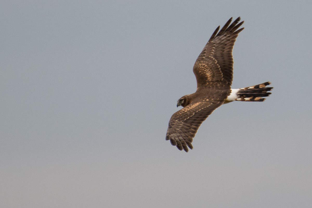 Northern Harrier - ML124210291