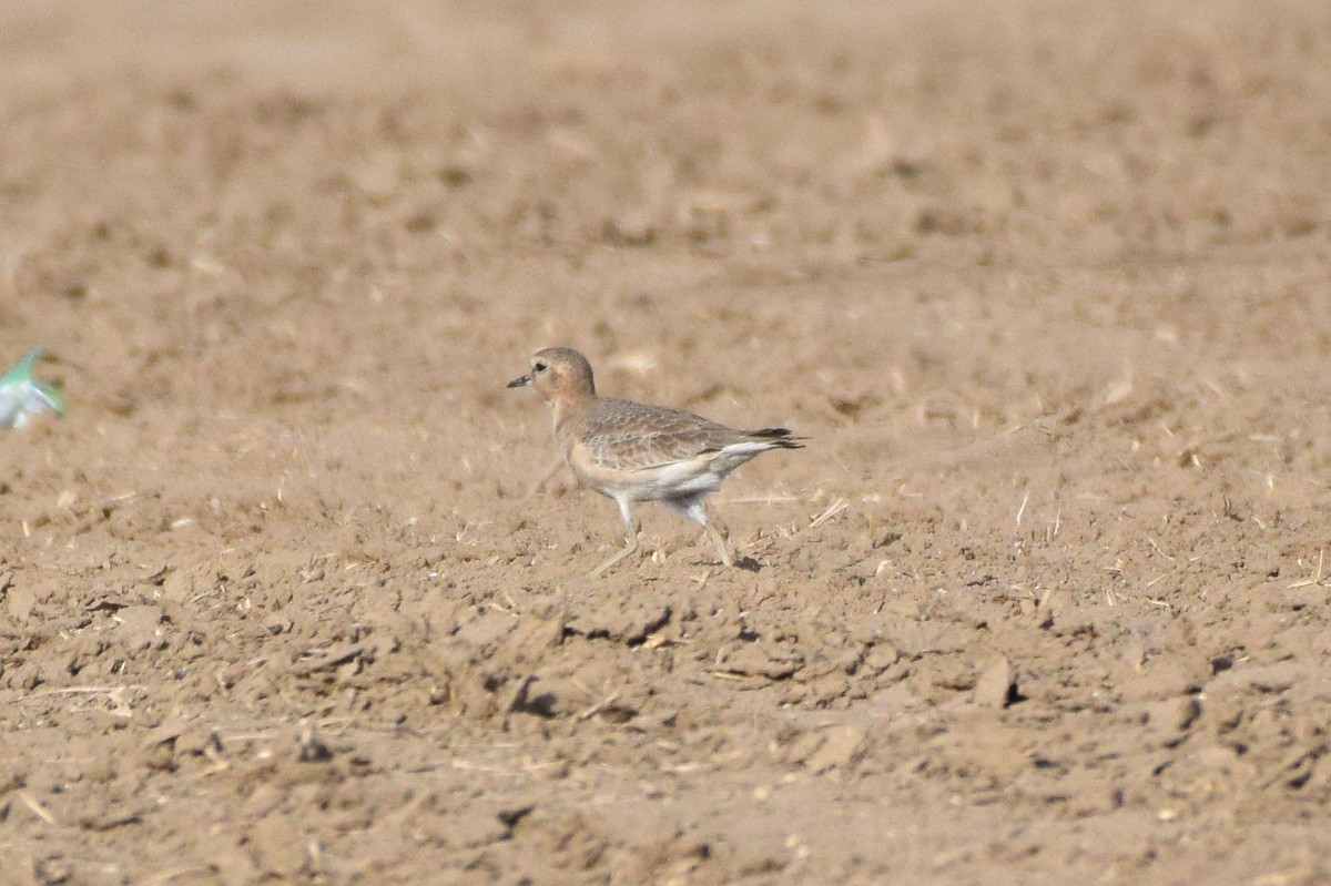 Mountain Plover - ML124211081