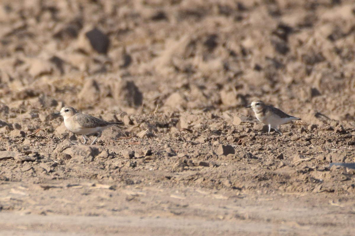 Mountain Plover - ML124211101