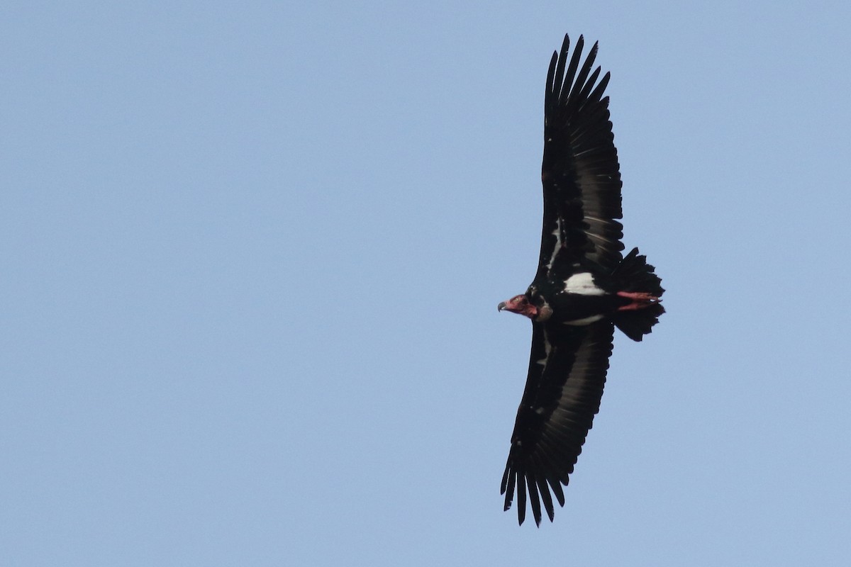 Red-headed Vulture - Chinmay Rahane