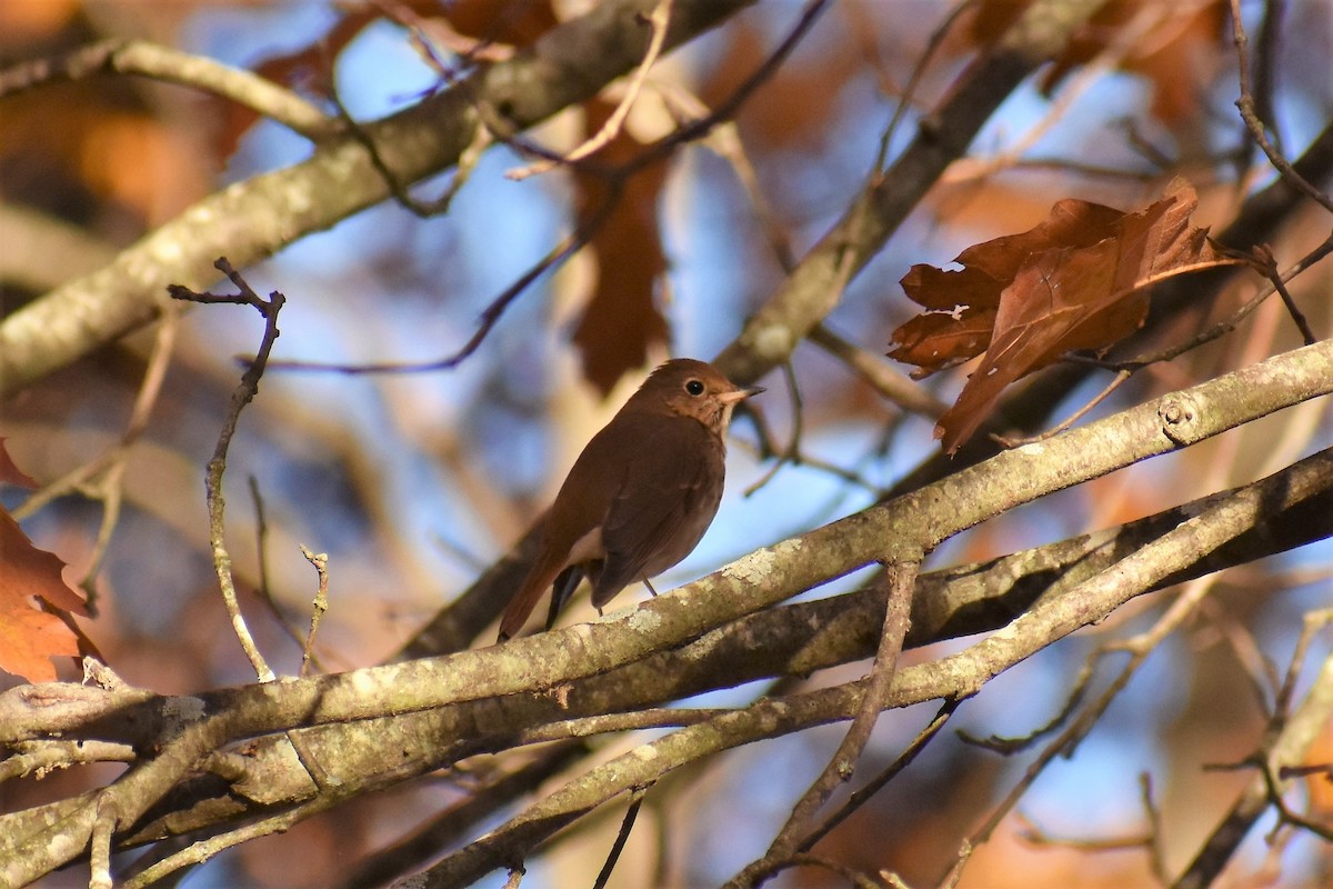 Hermit Thrush - sharon dellinger