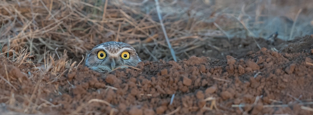 Burrowing Owl - ML124213021