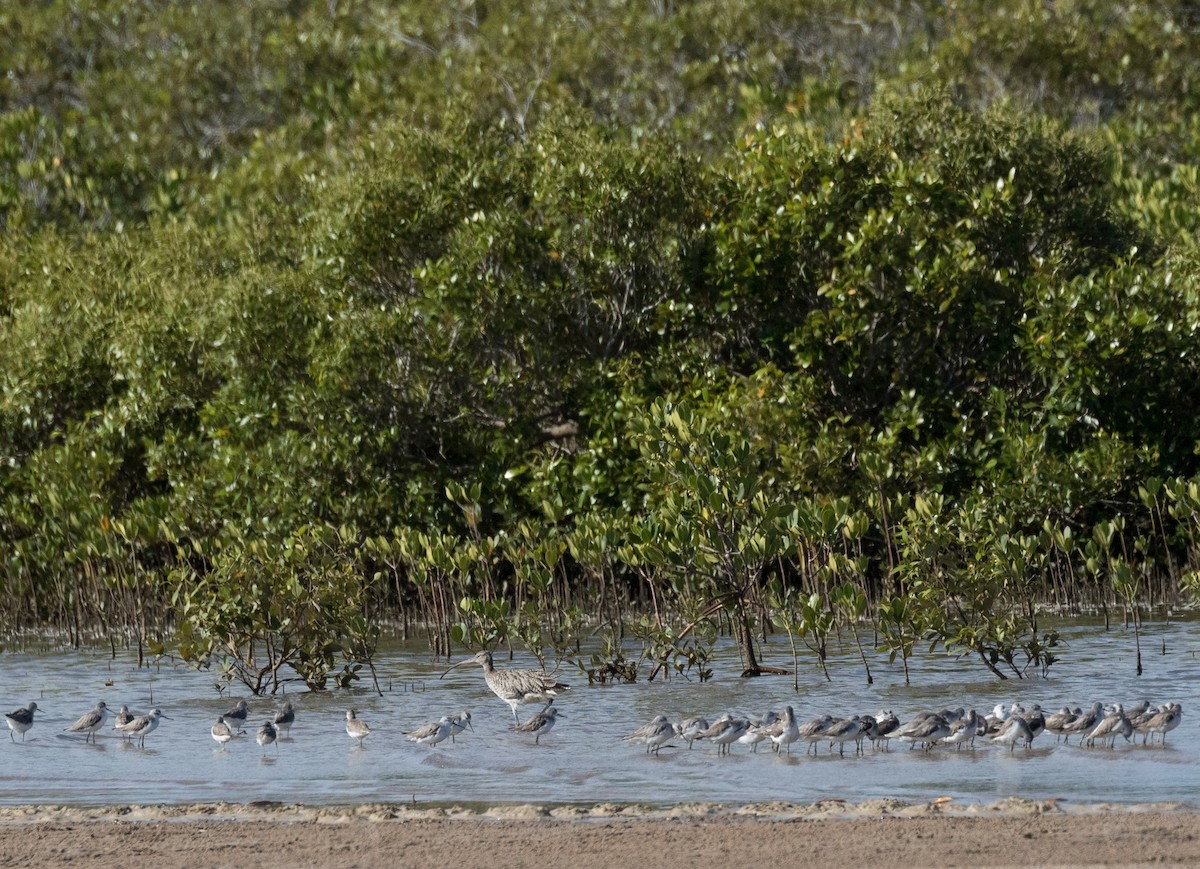 Marsh Sandpiper - ML124216511