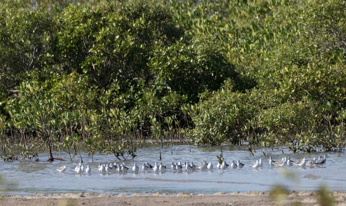 Marsh Sandpiper - ML124216531