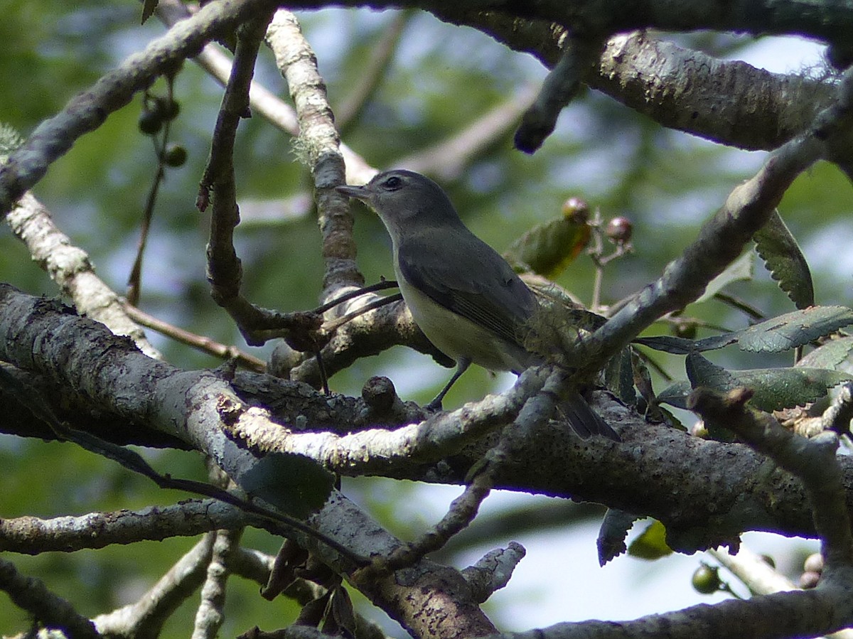 Warbling Vireo - ML124217941