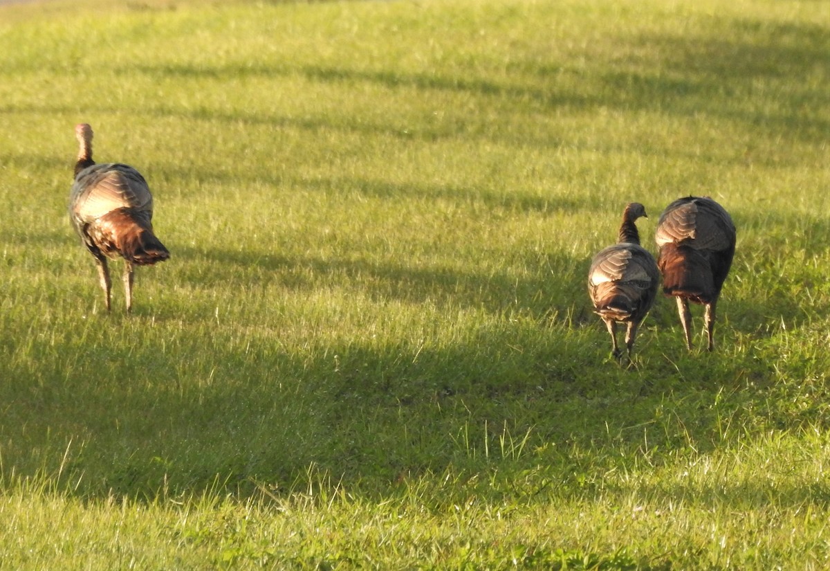 Wild Turkey - Valentina Roumi