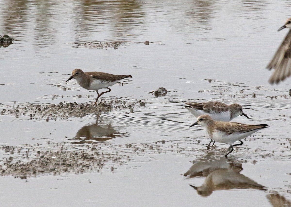 Temminck's Stint - ML124221041