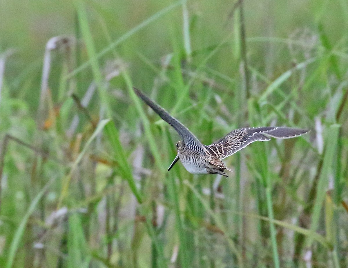 ub. bekkasin (Gallinago sp.) - ML124221161