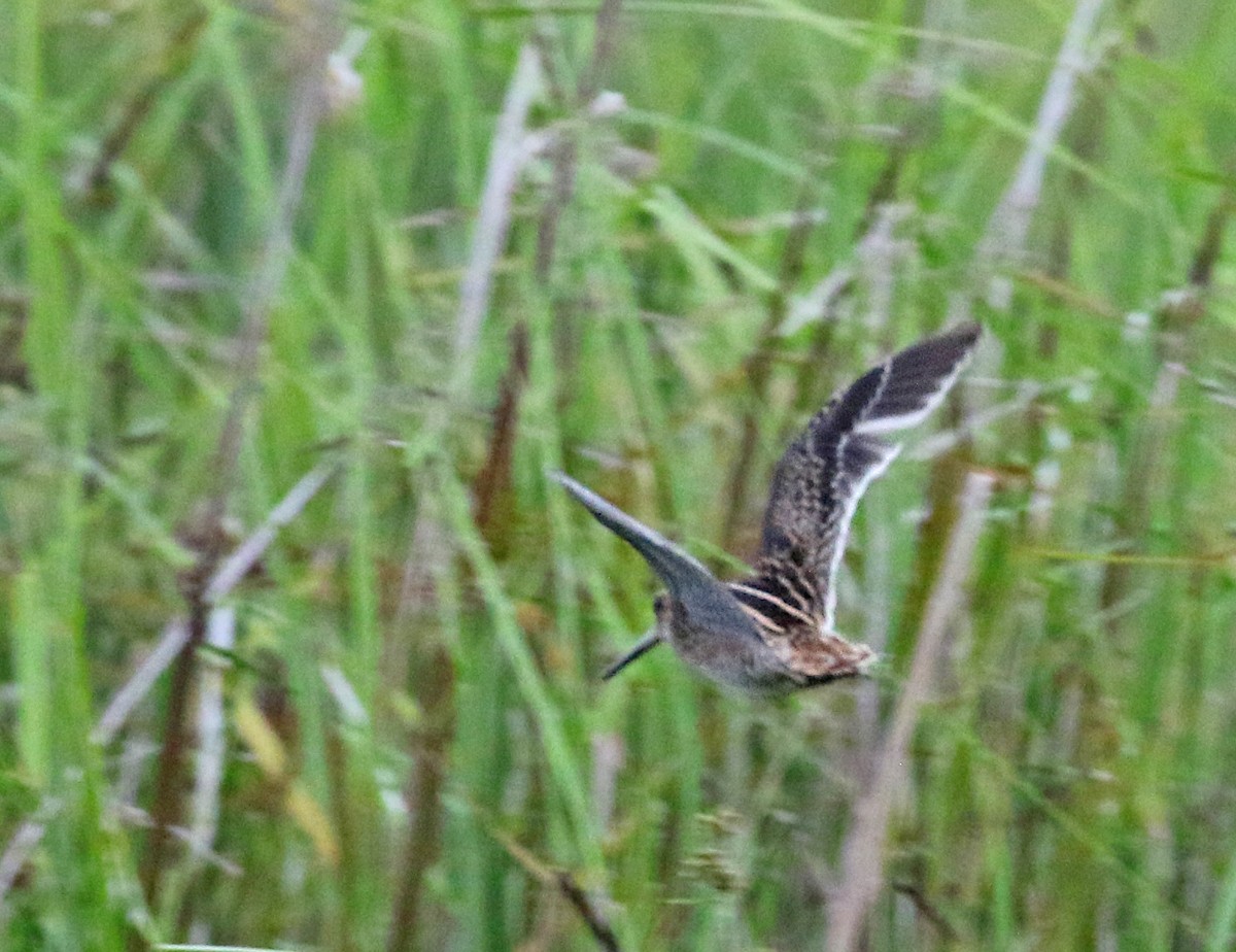 ub. bekkasin (Gallinago sp.) - ML124221191