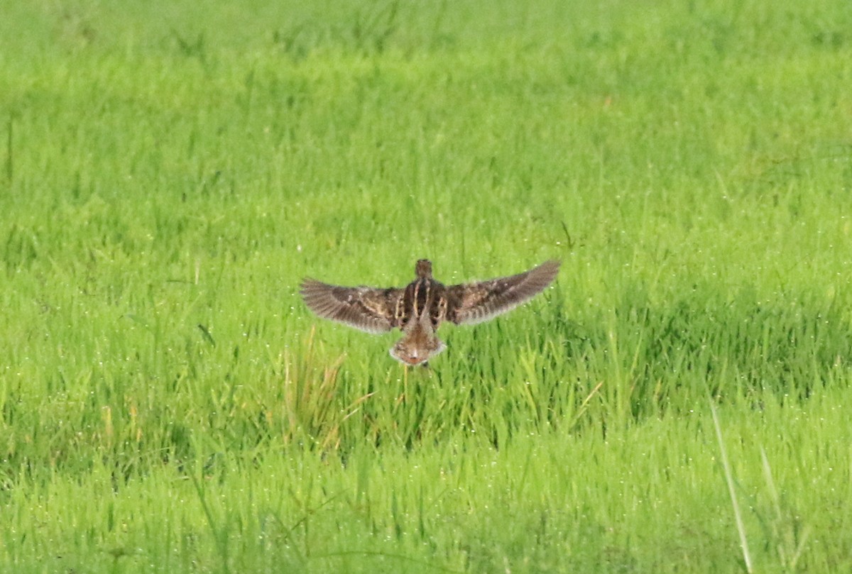 Swinhoe's Snipe - ML124221631