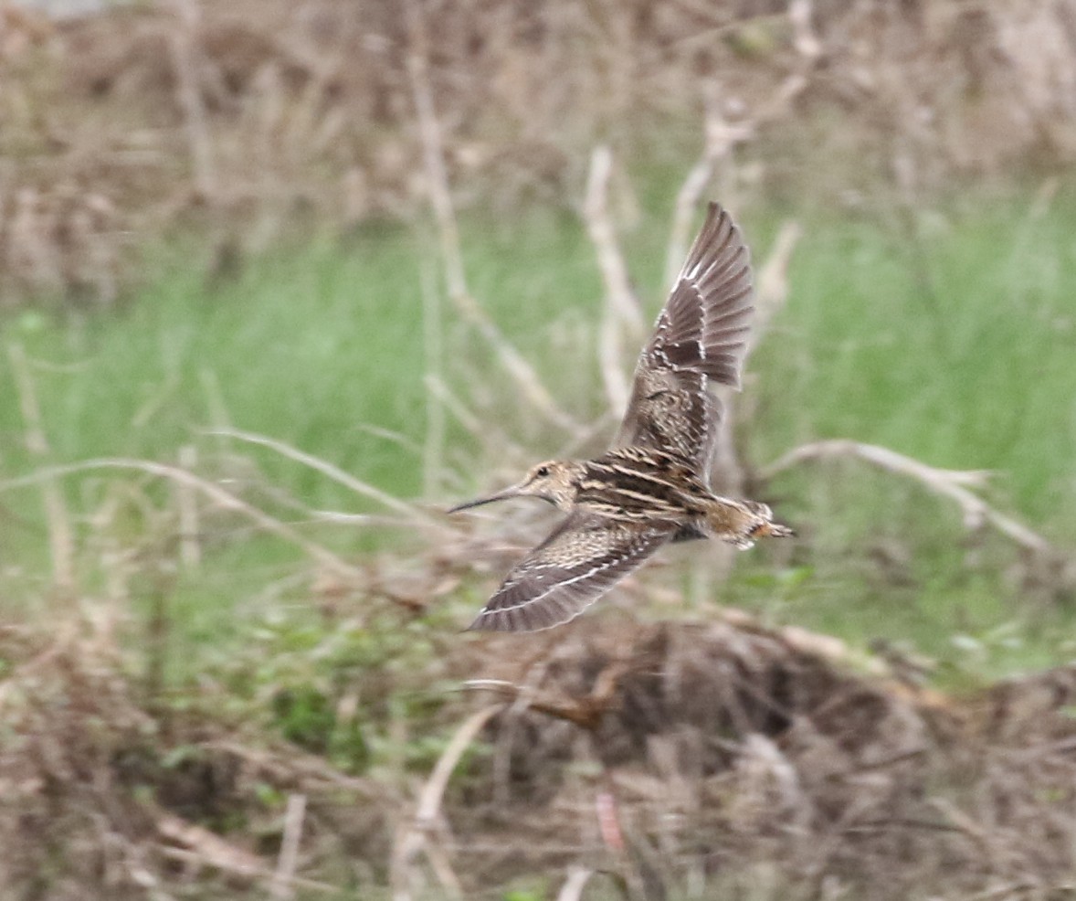 Swinhoe's Snipe - ML124221641