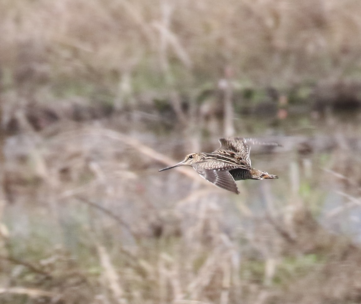 Swinhoe's Snipe - ML124221671