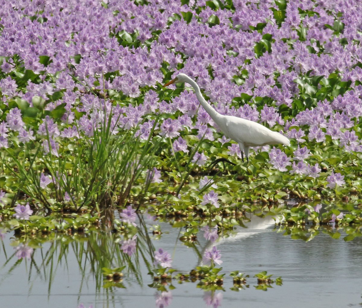 Medium Egret - Dave Bakewell