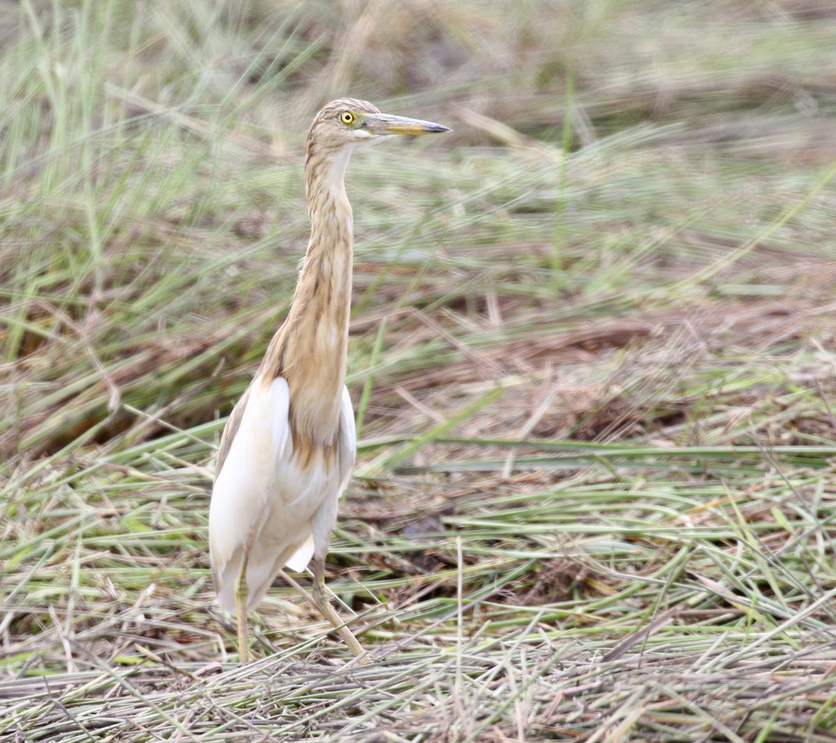 Javan Pond-Heron - ML124221991